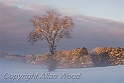 Morning Mist NH2817